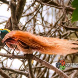 NP Bird of Paradise